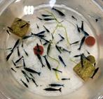 blauwe neocaridina garnalen, Dieren en Toebehoren, Vissen | Aquariumvissen