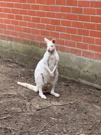 Wallaby, December, Mannelijk