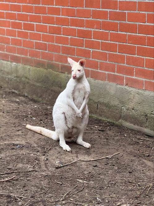 Wallaby, Dieren en Toebehoren, Overige Dieren, Mannelijk, December