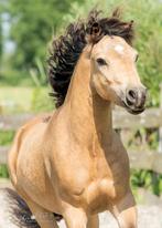 Zeer mooie Welsh a menpony ruin, Dieren en Toebehoren, Pony's, Gechipt, Ruin, A pony (tot 1.17m), 7 tot 10 jaar