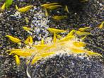 Neocaridina yellow backline high grade garnalen, Dieren en Toebehoren, Vissen | Aquariumvissen