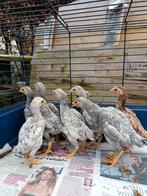 Ko shamo's ( de allerkleinste soort ), Dieren en Toebehoren