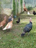 Ronquieres kalkoen, Dieren en Toebehoren, Pluimvee, Mannelijk, Kalkoen