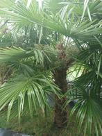 palmiers rustiques cultivés sur place Fortunei, Jardin & Terrasse, Enlèvement ou Envoi, En pot, 100 à 250 cm, Plein soleil