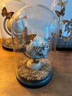 Globe avec papillons, Antiquités & Art