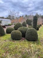 Taxusbollen 0,6 tot 1,5 m, Tuin en Terras, Planten | Bomen, Ophalen