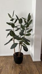 Prachtige Ficus Elastica, Ophalen, Ficus
