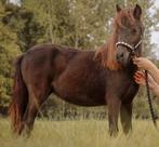 Mini paardje, Dieren en Toebehoren, Merrie, Recreatiepony, Gechipt, 0 tot 2 jaar