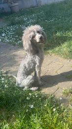 Toy poedel, Dieren en Toebehoren, Honden | Chihuahua's en Gezelschapshonden, Poedel, België, Fokker | Hobbymatig, 1 tot 2 jaar