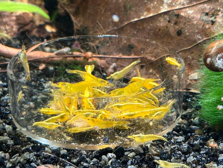 Neocaridina Davidi sp. Yellow / Yellow Fire / Citroen, Dieren en Toebehoren, Vissen | Aquariumvissen, Zoetwatervis, Kreeft, Krab of Garnaal