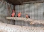 Roze bourkes: onverwant koppel en man, Dieren en Toebehoren, Vogels | Parkieten en Papegaaien, Parkiet