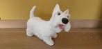 Leuk beeld guitige witte Schotse Terriër, Ophalen of Verzenden, Gebruikt, Dier