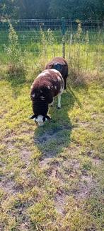 Bonte ram, Dieren en Toebehoren