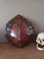 Antiek 19de eeuws schildpad schild Taxidremie, Ophalen