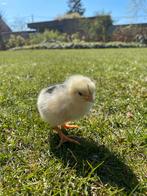 Kuikens bonte leghorn, Dieren en Toebehoren, Geslacht onbekend, Kip