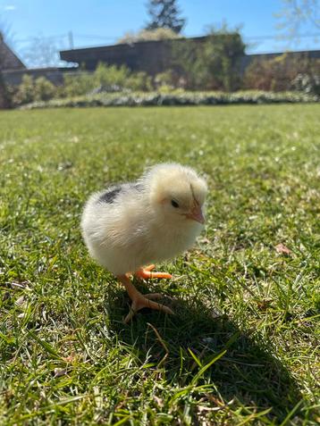 Kuikens bonte leghorn beschikbaar voor biedingen