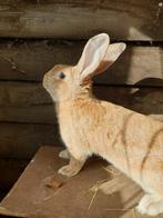 Rammelaar, Dieren en Toebehoren, Konijnen