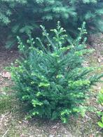 TAXUS PLANTEN, Ophalen, Taxus, Haag, 100 tot 250 cm