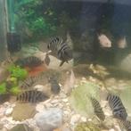 Zebra convict cichliden, Dieren en Toebehoren, Vissen | Aquariumvissen