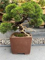 Bonsai, Tuin en Terras, Ophalen