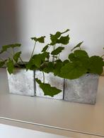 Kindje-op-moederschoot (3st), Ophalen