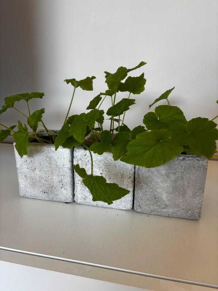 Kindje-op-moederschoot (3st), Huis en Inrichting, Kamerplanten, Ophalen