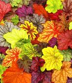 Hosta , Geum, Helenium, Heuchera, Ophalen of Verzenden