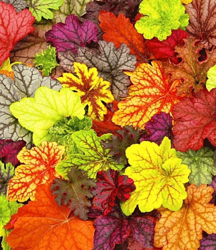 Hosta, Geum, Helenium, Heuchera, Jardin & Terrasse, Plantes | Jardin, Enlèvement ou Envoi