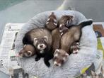 Jonge fretjes (wildkleur)., Dieren en Toebehoren, Knaagdieren, Meerdere dieren, Fret, Tam