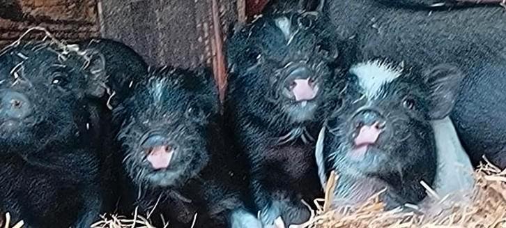 Minivarkentjes, Dieren en Toebehoren, Schapen, Geiten en Varkens, Varken, Meerdere dieren, 0 tot 2 jaar