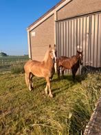 2 chevaux de loisir et de randonnée à vendre., Animaux & Accessoires, Chevaux, Jument