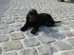 Engelse cocker puppy reutje, Dieren en Toebehoren, België, Reu, CDV (hondenziekte), 8 tot 15 weken