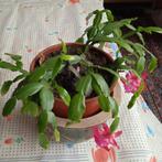 Kerstcactus die mooie bloemen geeft, Huis en Inrichting, Kamerplanten, Ophalen of Verzenden