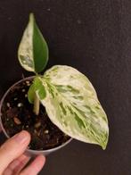 Monstera Bulbasaur, Maison & Meubles, Plantes d'intérieur, Enlèvement ou Envoi