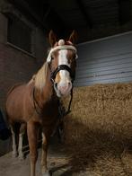 Halve stal aangeboden, Dieren en Toebehoren