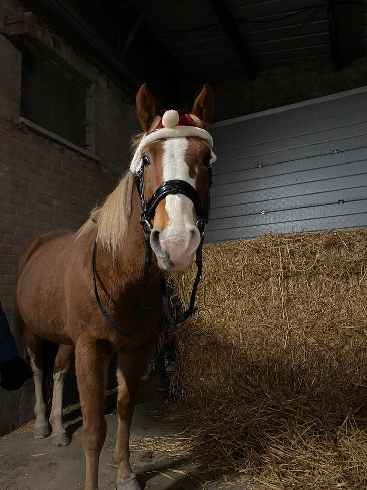 Halve stal aangeboden, Dieren en Toebehoren, Paarden, Merrie, Niet van toepassing, Minder dan 160 cm, 11 jaar of ouder, Recreatiepaard