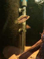 Parachromis loisellei groepje, Dieren en Toebehoren, Vissen | Aquariumvissen