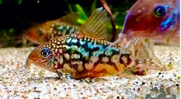 Corydoras Pantanalensis - Zeer zeldzaam beschikbaar voor biedingen