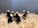 Kuifhoender (padua) baby kuikens hennetjes, gesekst, ingeënt, Dieren en Toebehoren, Vrouwelijk, Kip