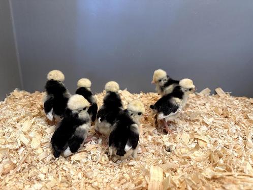 Kuifhoender (padua) baby kuikens hennetjes, gesekst, ingeënt, Dieren en Toebehoren, Pluimvee, Kip, Vrouwelijk