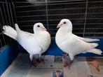 Koppel witte reisduiven. Trouwduiven, Dieren en Toebehoren, Vogels | Duiven