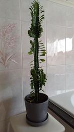 Afrikaanse melkboom, Tuin en Terras, Ophalen of Verzenden
