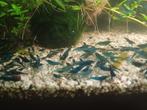 Blauwe neocaridina garnalen blue dream, Dieren en Toebehoren