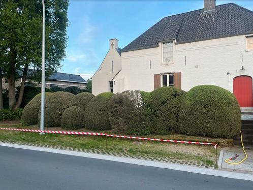 Gratis buxusbollen groot, Tuin en Terras, Planten | Struiken en Hagen, Struik, Buxus, 100 tot 250 cm, Ophalen