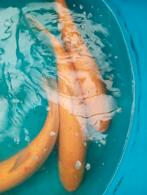 3 albino graskarpers 60 65 cm eet algen eendenkroos