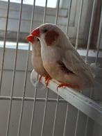 3 koppels Isabel zebravinken te koop, Dieren en Toebehoren, Vogels | Overige Vogels, Meerdere dieren, Tropenvogel, Geringd