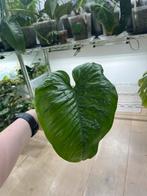 Philodendron Ernestii, Huis en Inrichting, Ophalen