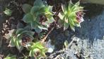 donderkruid, cactus dakgoot, Tuin en Terras, Ophalen