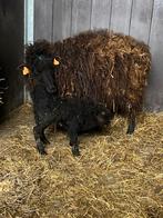 Ouessant ram 10/04/2025, Mannelijk, Schaap, 0 tot 2 jaar