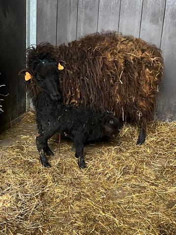 Ouessant ram 10/04/2025 beschikbaar voor biedingen
